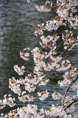 Beautiful Cherry Blossoms around Kokura Castle in Kyushu, Japan