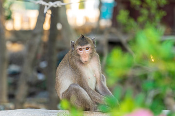 single monkey sitting and looking to you