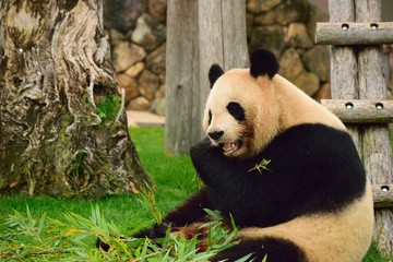 Obraz premium パンダ