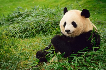 Obraz premium パンダ