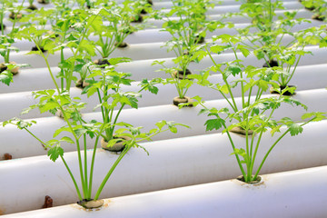celery cultivation in a plantation, China