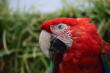 ベニコンゴウインコ