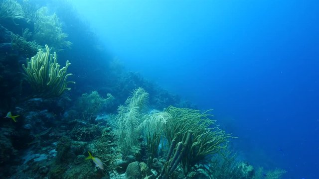 Seascape of coral reef / Caribbean Sea / Curacao with various hard and soft corals, sponges and sea fan