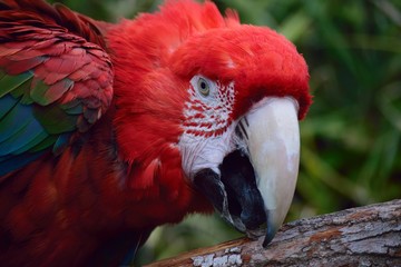 ベニコンゴウインコ