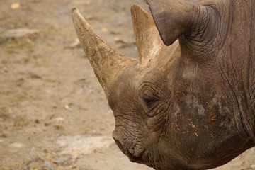 ミナミシロサイ