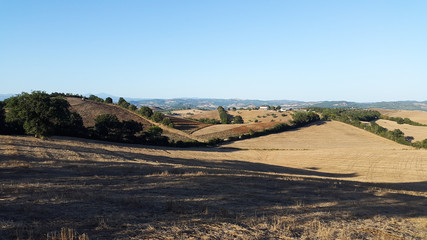 Naklejka premium maremma