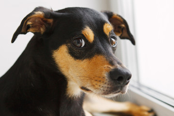 Inbred dog sits and looks out the window.