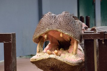カバ
