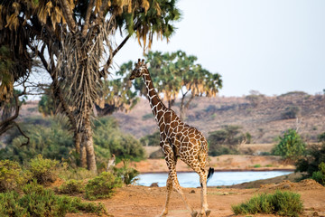 Fototapeta premium Giraffe