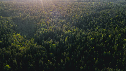 swedish forest from above