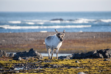 Renifer w pierwszych promieniach letniego słońca © blackspeed