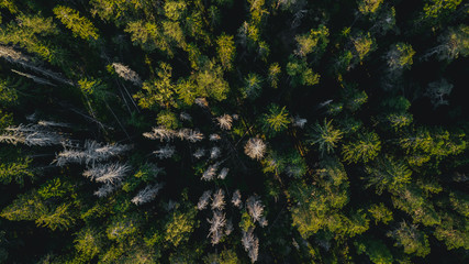 swedish forest from above