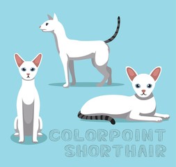 Cat Colorpoint Shorthair Cartoon Vector Illustration