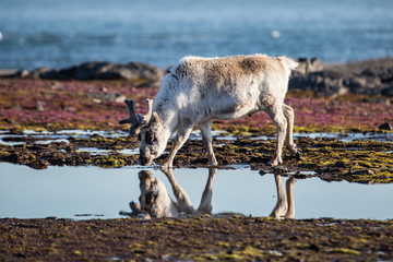 Renifery na Spitsbergenie © blackspeed