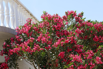 Oleander Busch (Nerium oleander) vor Marmor-Säulen