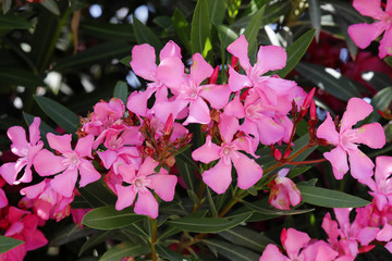 Oleander Busch (Nerium oleander) Blüten