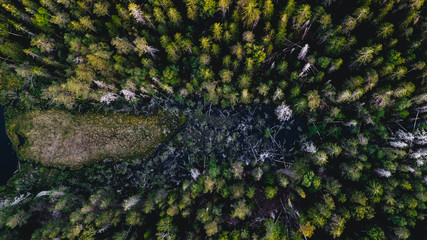 swedish forest from above