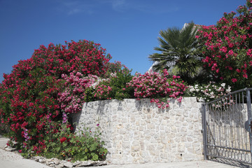 Fototapeta na wymiar Oleander (Nerium oleander), Büsche an Steinmauer