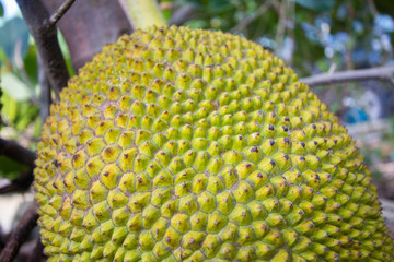 jackfruit tropical fruit in summer season . pattern design fruit skin 