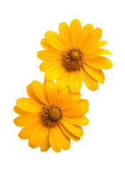 heliopsis isolated