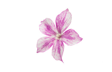 Obraz na płótnie Canvas phlox flower isolated