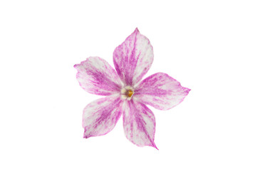 phlox flower isolated