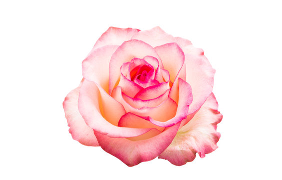 pink rose isolated
