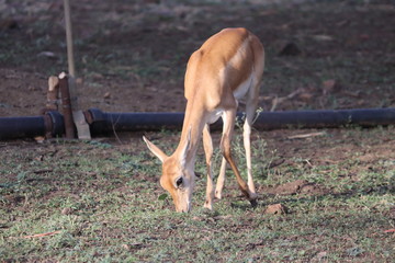 deer, animal, wildlife, nature, mammal, antelope, wild, impala, gazelle, grass, fawn, buck, brown, doe, animals, green, safari, eating, whitetail, young, wilderness, grazing, park, white, baby