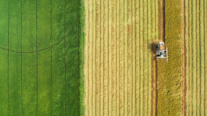 Combine harvester machine with rice farm.Aerial view and top view. Beautiful nature background.