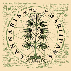 Vector banner for legalize marijuana with hemp plant on abstract old papyrus background or grunge style manuscript. Natural product made from organic hemp. Smoking weed. Medical cannabis logo