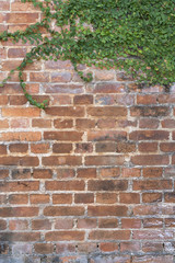old vintage brick wall with green ivy in the corner