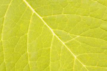 The background texture of a large green sheet .  Close up