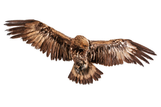 flying eagle isolated on white