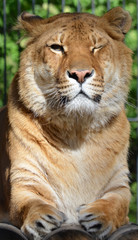 Obraz premium Тигр.