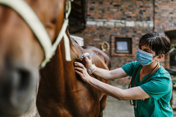 Woman veterinarian gives an injection to horse in stable - Powered by Adobe