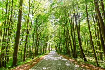 Fototapeta premium forest avenue on Ruegen, Germany