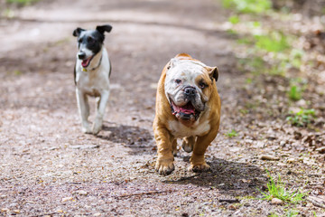 two dogs run on a forest path