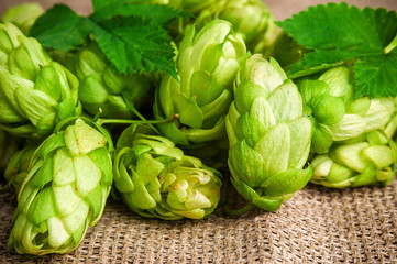 heap of hop with leaves