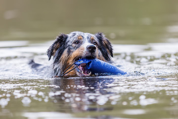 Australian Shepherd swims in a lake