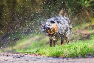 Australian Shepherd shakes the wet fur