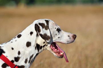 Dalmatian dog