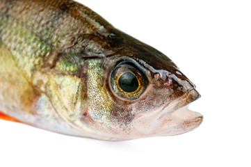 perch head isolated on white
