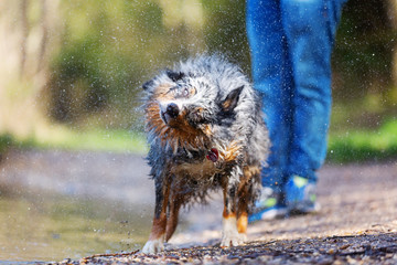 Australian Shepherd dog shakes the wet fur