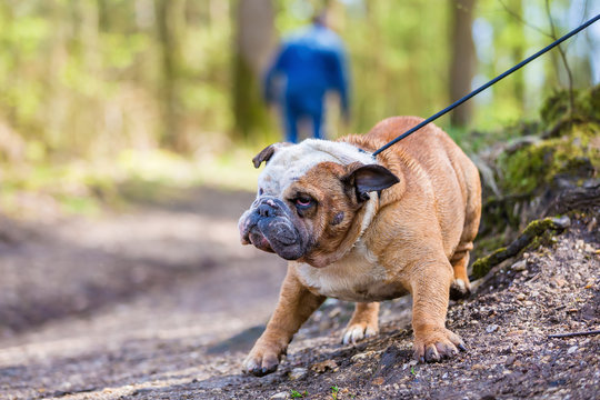 English Bulldog drags at a leash
