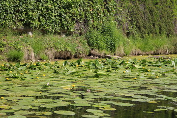 Nuphar lutea in the Karl Heine Canal in Leipzig, Germany
