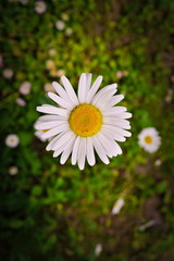 Close-up picture of a daisy flower head.