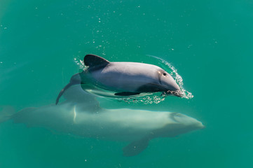 Hector-Delfin-baby beim Einatmen  mit Mutter © Jannik