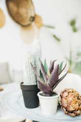 Succulent cactus in flowerpot and dry protea flower. Minimal home design interior decoration.