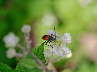 Fototapeta na wymiar Stictoleptura cordigera, longhorn beetle in Blackberry flower. Pollination.