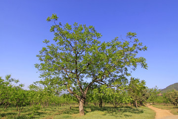Fototapeta na wymiar pieces of chestnut trees in a forest